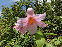 140712sy03.jpg 140712sy03.jpg