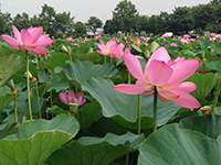 20140716s4.jpg 20140716s4.jpg