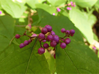 141010sy17.jpg