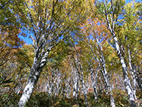 141010sy18.jpg