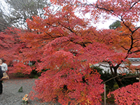 141125f08.jpg 141125f08.jpg
