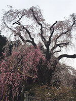 150329n01.jpg 150329n01.jpg