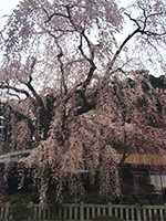 150329n02.jpg 150329n02.jpg
