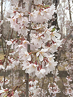 150329n04.jpg 150329n04.jpg