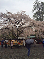 150329n06.jpg 150329n06.jpg