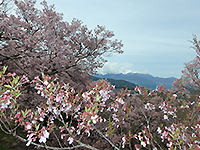 160414ko03.jpg 160414ko03.jpg