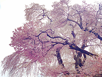 160414ko05.jpg 160414ko05.jpg