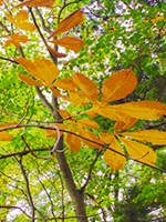 161002a05.jpg 161002a05.jpg