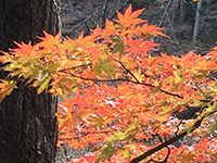 161030a02.jpg 161030a02.jpg