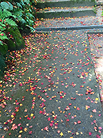 161122fu03.jpg 161122fu03.jpg