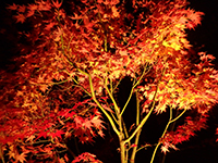 161205n04.jpg 161205n04.jpg