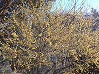 170124ko04.jpg 170124ko04.jpg