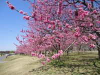20110415S1.jpg