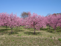 20110415S3.jpg