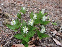 20110518sha1.jpg 20110518sha1.jpg