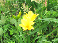 20110615na02.jpg