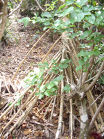 20120515O4.jpg