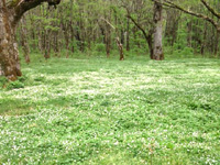 130528S1.jpg 130528S1.jpg