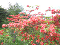 20130628K5.jpg 20130628K5.jpg